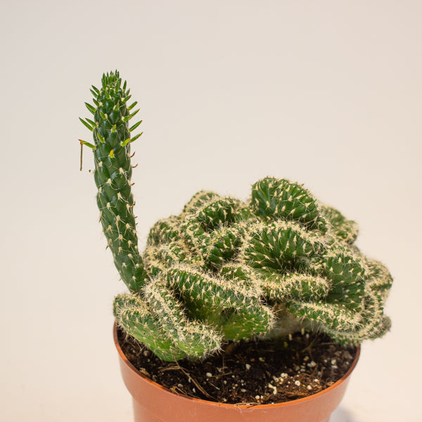 Euphorbia Cristata - Choose One from our selection 12cm H20cm