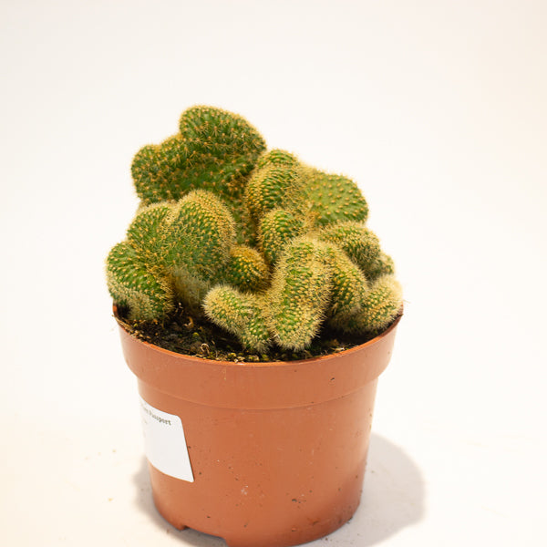 Euphorbia Cristata - Choose One from our selection 12cm H20cm