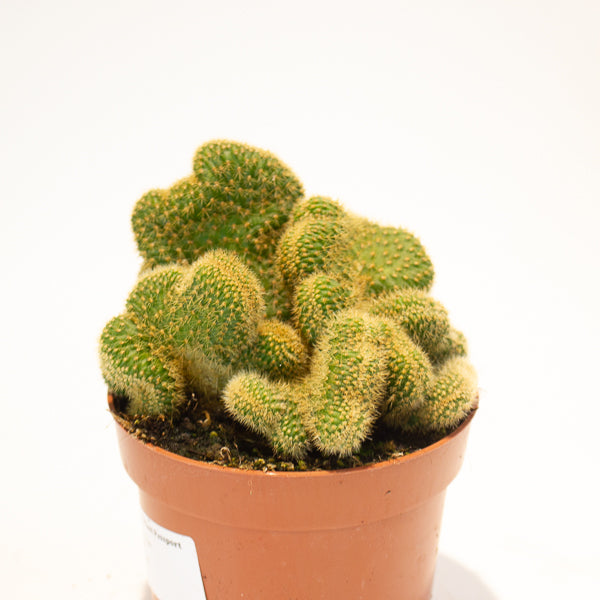 Euphorbia Cristata - Choose One from our selection 12cm H20cm