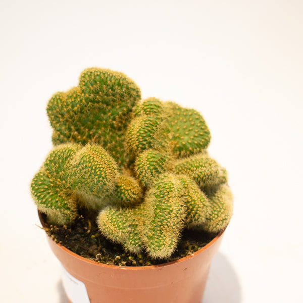 Euphorbia Cristata - Choose One from our selection 12cm H20cm