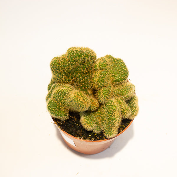 Euphorbia Cristata - Choose One from our selection 12cm H20cm