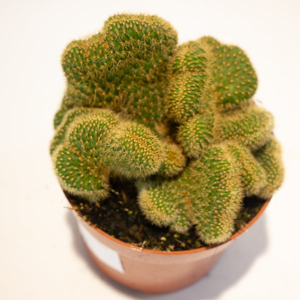 Euphorbia Cristata - Choose One from our selection 12cm H20cm