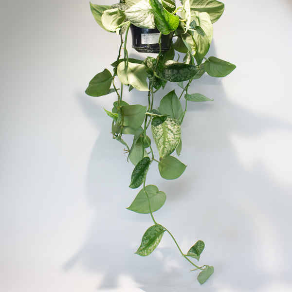 Satin Pothos - Scindapsus pictus 'Trebie' 15cm H40cm