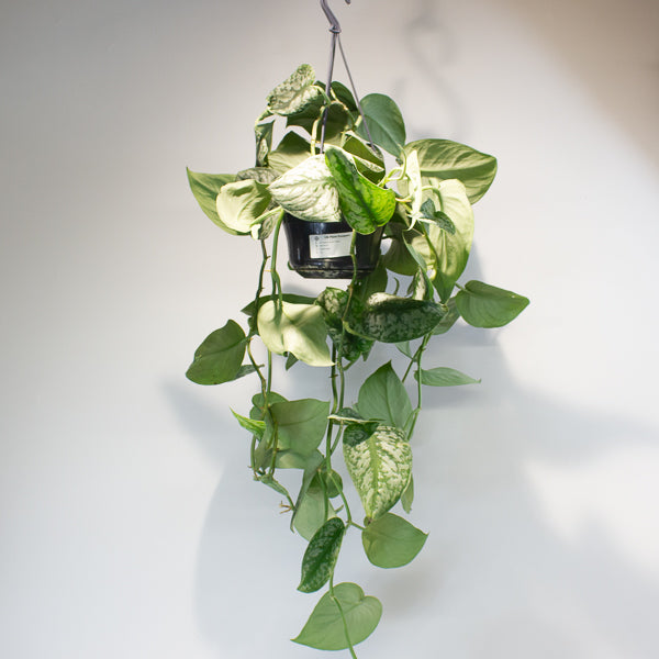 Satin Pothos - Scindapsus pictus 'Trebie' 15cm H40cm
