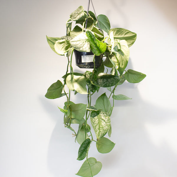 Satin Pothos - Scindapsus pictus 'Trebie' 15cm H40cm