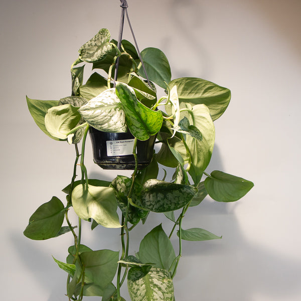 Satin Pothos - Scindapsus pictus 'Trebie' 15cm H40cm