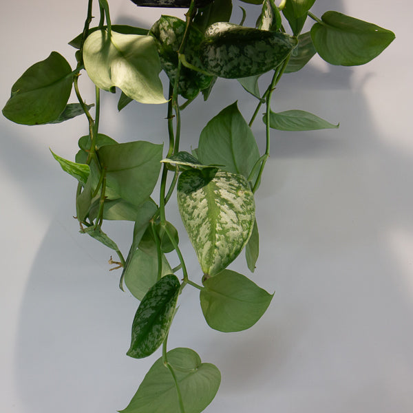Satin Pothos - Scindapsus pictus 'Trebie' 15cm H40cm