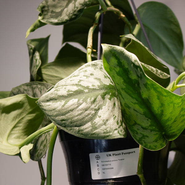 Satin Pothos - Scindapsus pictus 'Trebie' 15cm H40cm