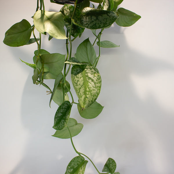 Satin Pothos - Scindapsus pictus 'Trebie' 15cm H40cm