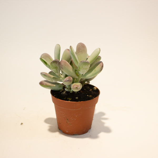 Cotyledon Orbiculata 8.5cm H16cm
