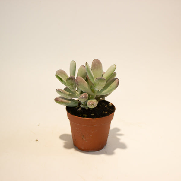 Cotyledon Orbiculata 8.5cm H16cm