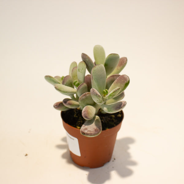 Cotyledon Orbiculata 8.5cm H16cm