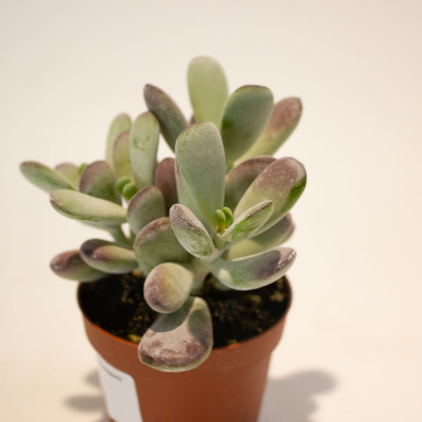 Cotyledon Orbiculata 8.5cm H16cm