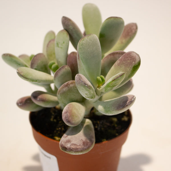 Cotyledon Orbiculata 8.5cm H16cm