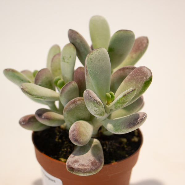 Cotyledon Orbiculata 8.5cm H16cm