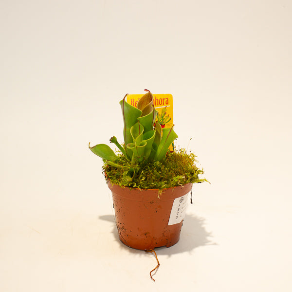 Heliamphora 8.5cm H12cm