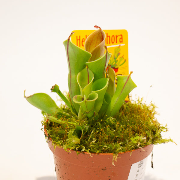Heliamphora 8.5cm H12cm