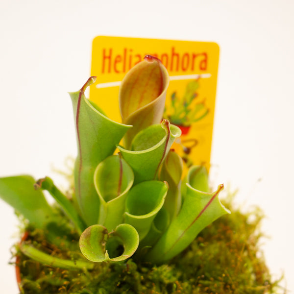Heliamphora 8.5cm H12cm