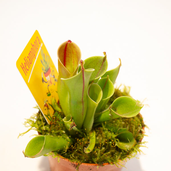 Heliamphora 8.5cm H12cm