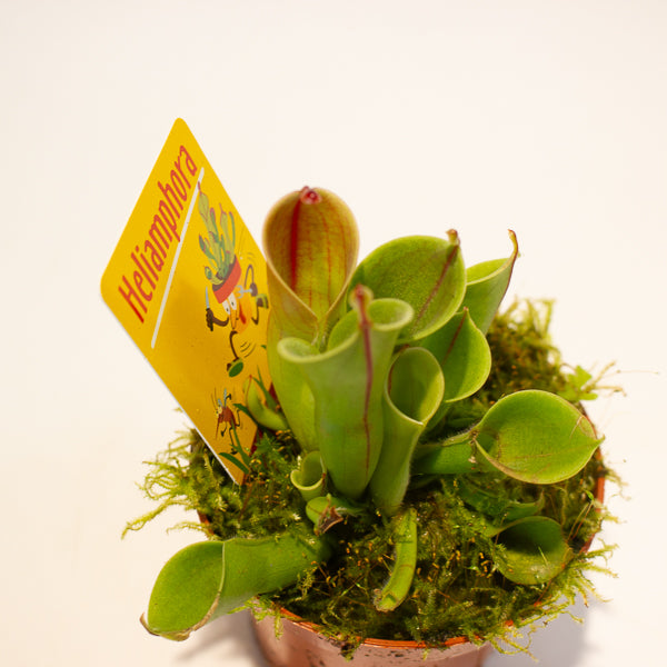 Heliamphora 8.5cm H12cm
