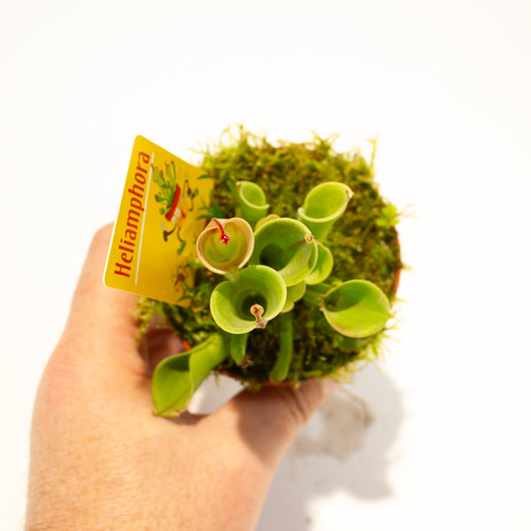 Heliamphora 8.5cm H12cm
