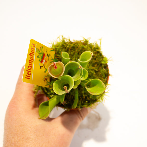 Heliamphora 8.5cm H12cm