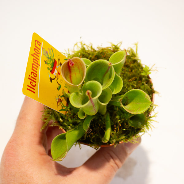 Heliamphora 8.5cm H12cm