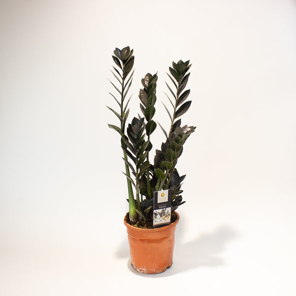 Zamioculcas zamifolia Raven 17cm H70cm