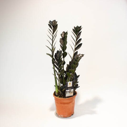 Zamioculcas zamifolia Raven 17cm H70cm