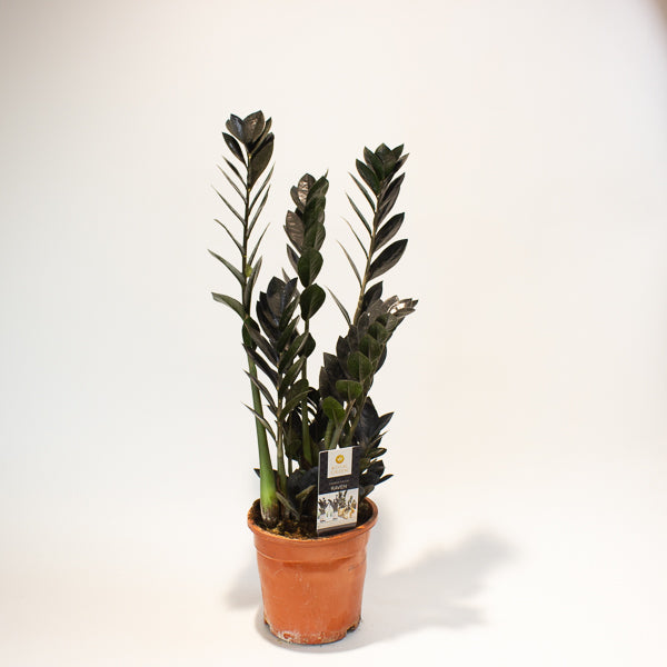 Zamioculcas zamifolia Raven 17cm H70cm