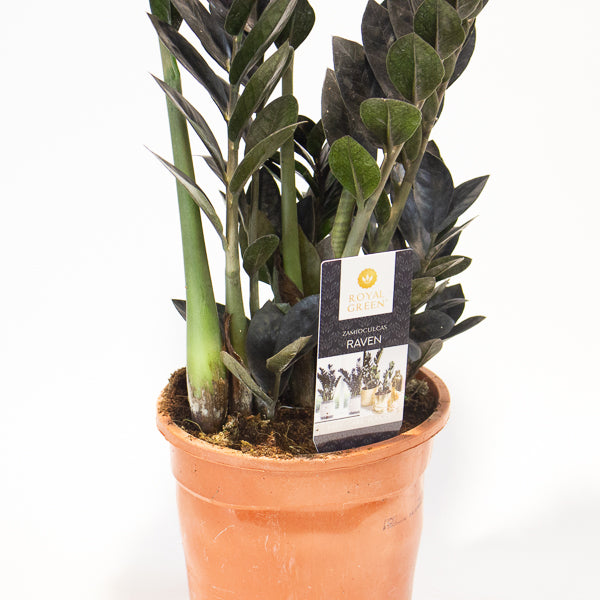 Zamioculcas zamifolia Raven 17cm H70cm