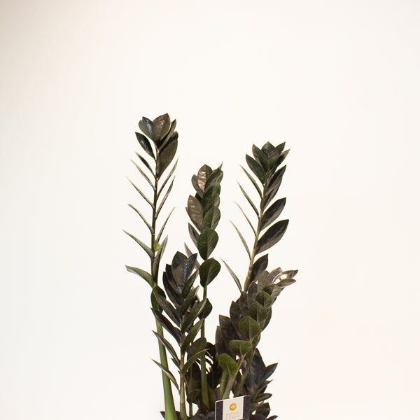 Zamioculcas zamifolia Raven 17cm H70cm
