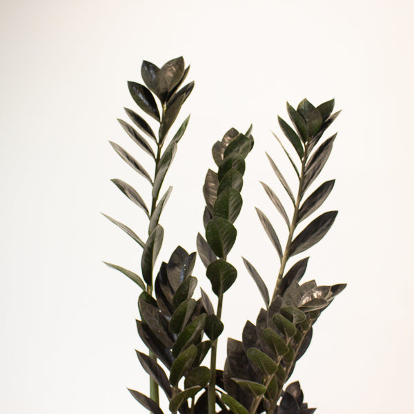 Zamioculcas zamifolia Raven 17cm H70cm