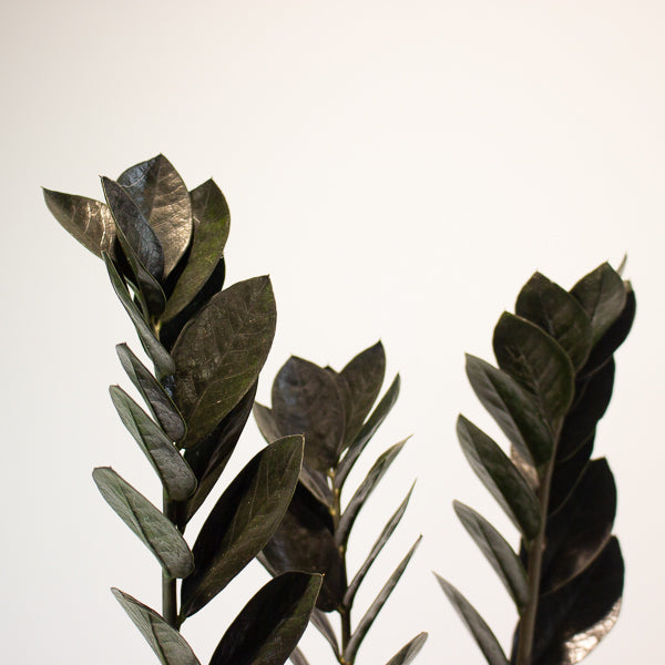 Zamioculcas zamifolia Raven 17cm H70cm