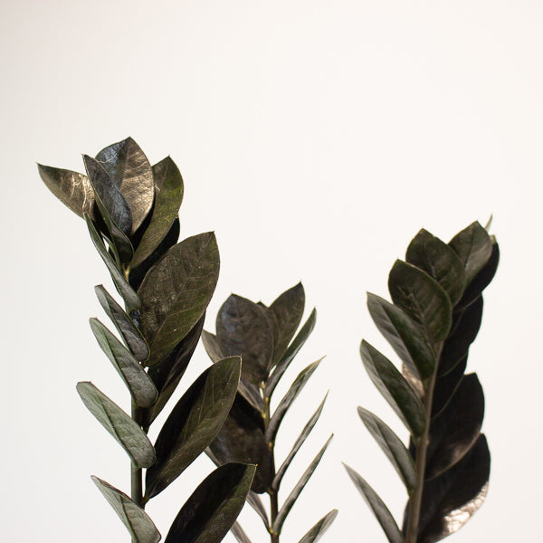 Zamioculcas zamifolia Raven 17cm H70cm