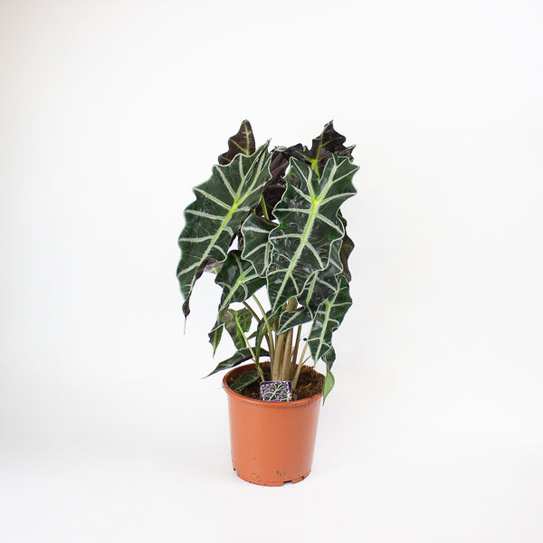 Alocasia Polly 17cm H50cm