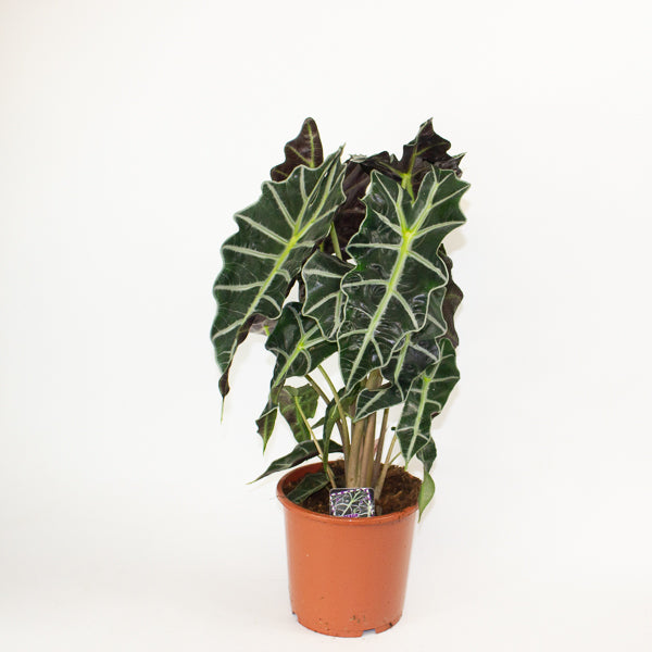 Alocasia Polly 17cm H50cm