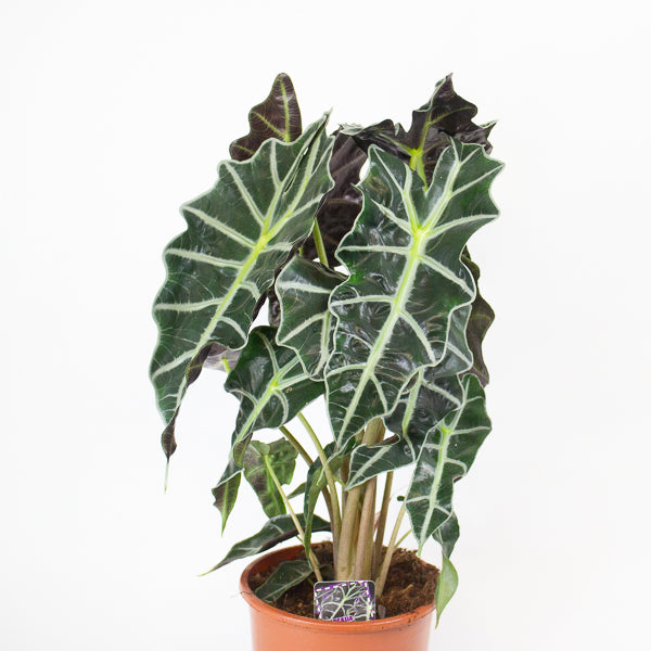 Alocasia Polly 17cm H50cm