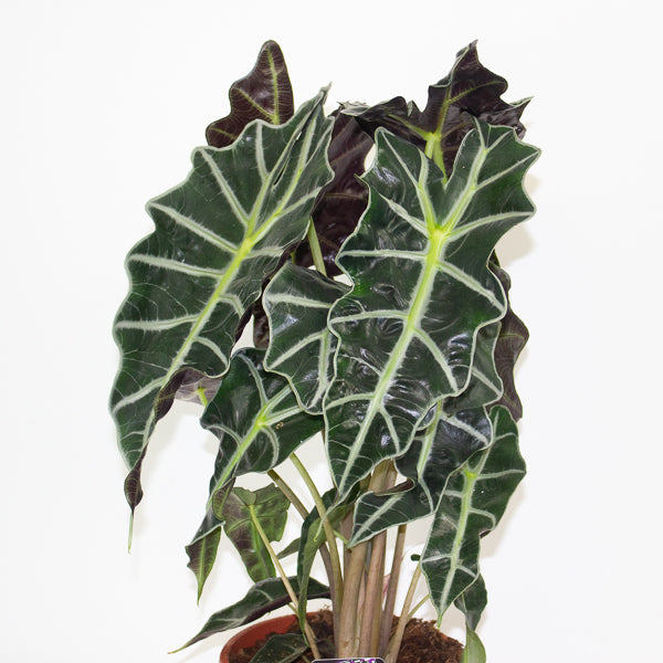 Alocasia Polly 17cm H50cm