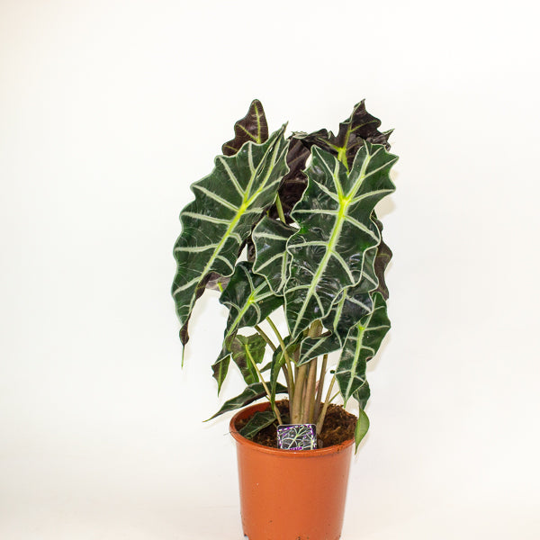 Alocasia Polly 17cm H50cm
