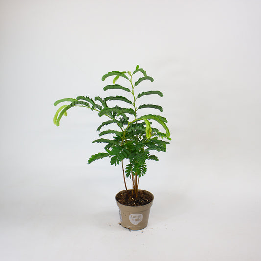 Tamarindus Indica 11cm H50cm