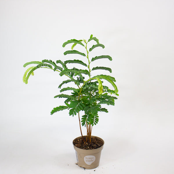 Tamarindus Indica 11cm H50cm