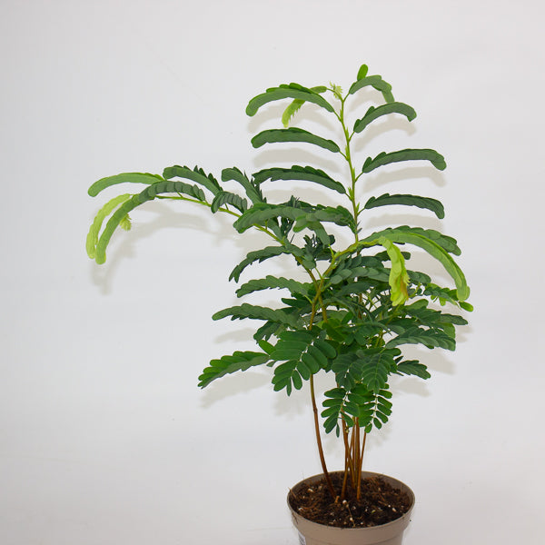 Tamarindus Indica 11cm H50cm