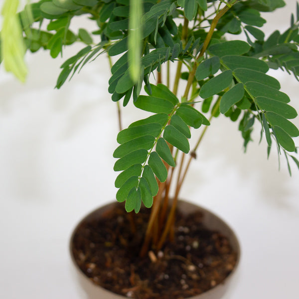 Tamarindus Indica 11cm H50cm