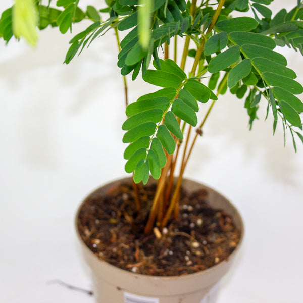 Tamarindus Indica 11cm H50cm