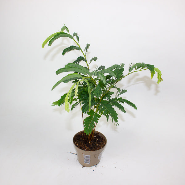 Tamarindus Indica 11cm H50cm