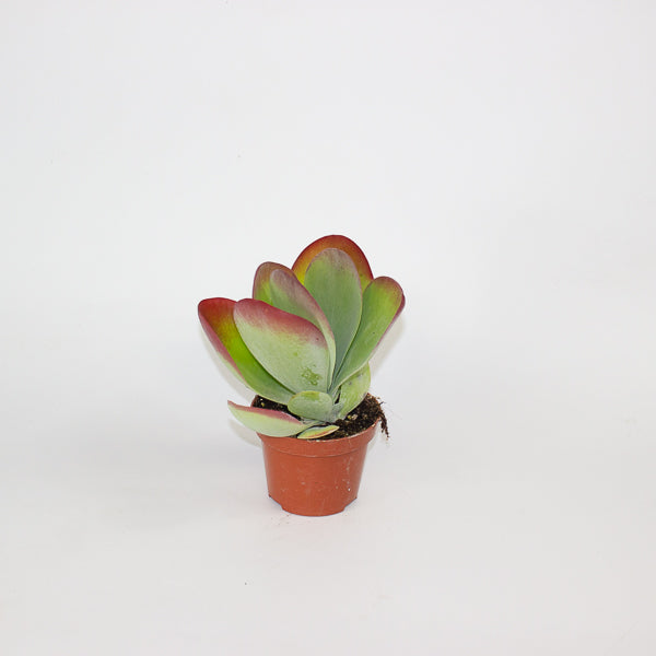 Kalanchoe Thyrsiflora 10.5cm H30cm