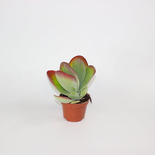 Kalanchoe Thyrsiflora 10.5cm H30cm
