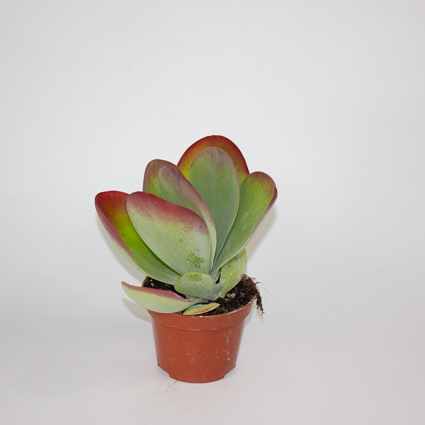 Kalanchoe Thyrsiflora 10.5cm H30cm