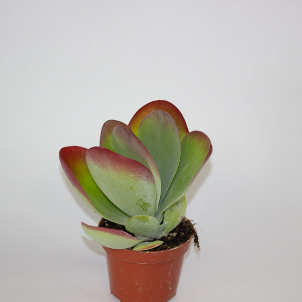 Kalanchoe Thyrsiflora 10.5cm H30cm